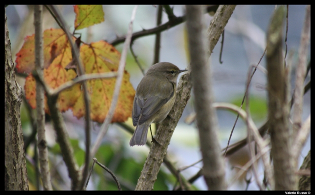 Phylloscopus collybita (finalmente reflex !)